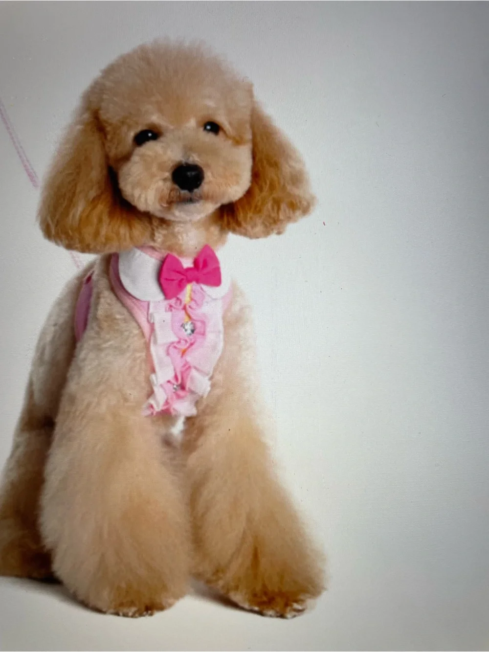 Dogopet pink ruffle